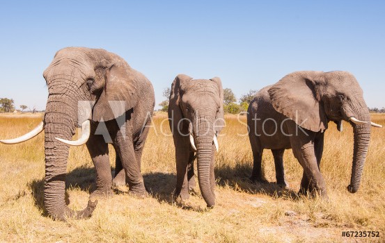Picture of Elephant Herd